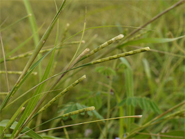 If we do not have a picture for this weed, or you can provide a better picture (scan, digital camera etc) please please e-mail it to us.